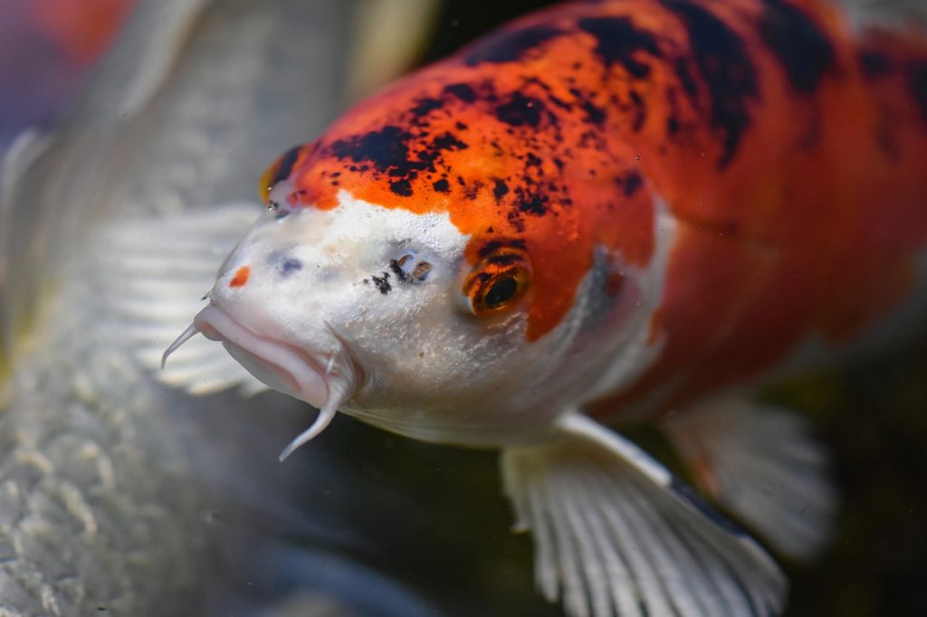 koi, pond, fish